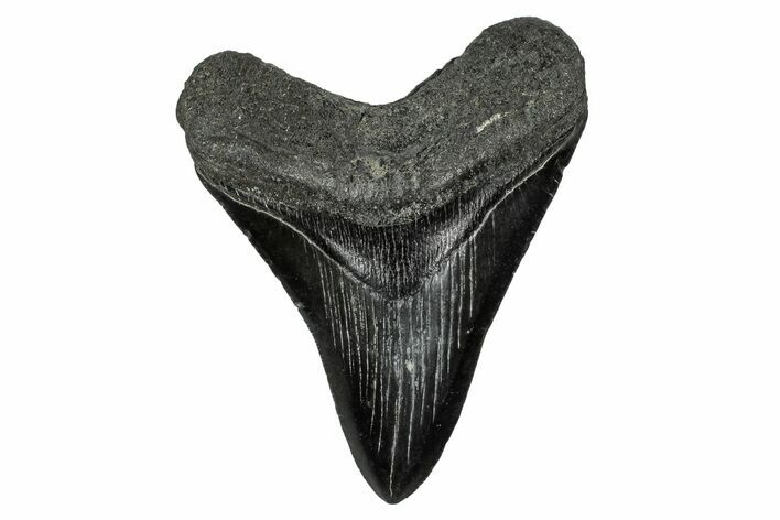 Serrated, Fossil Megalodon Tooth - South Carolina #341441